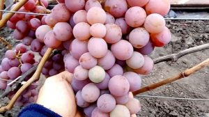 Виноград Сиреневый Туман