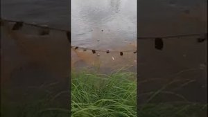 Рыболовные БРЕДНИ или рыбалка на невод