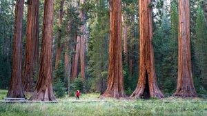 ВОТ ИЗ-ЗА ЭТОГО секвойя растёт ТОЛЬКО в Америке.