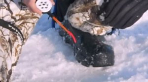 Ловля окуня на "шарагу"