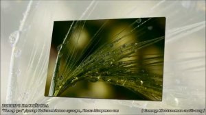 Бәширә Насыйрова. Гомер уза /слайд-шоу/