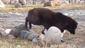 11_01_2017_ЗВЕРЬЁ МОЁ_2.mp4