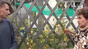 Неприхотливые садовые цветы Клематис тангутский