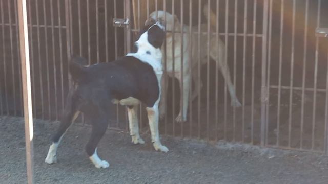 Бугай Алабай Каменный Волчонок. Чон Таш взрослеет. смотреть онлайн