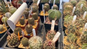 Plant shopping @ The Toronto Cactus & Succulent Club's Plants Show & Sale ( Hoya plants too 👀)