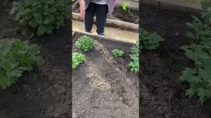 Результаты зимовки хризантем в неотапливаемой теплице. Часть 2