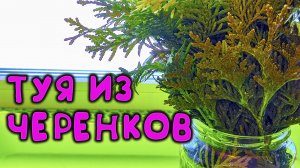 САЖЕНЦЫ ТУИ БОЛЬШЕ НЕ ПОКУПАЮ, ВЫРАЩИВАЮ САМ В ЛЮБОМ КОЛИЧЕСТВЕ, ПОКАЗЫВАЮ СПОСОБ