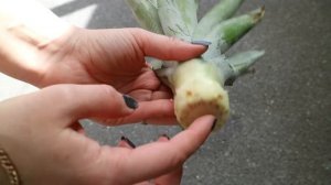 Как Вырастить Ананас Из Купленного В Магазине ??