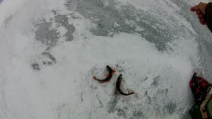 Арктический голец(палия)