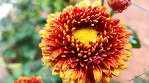 ЭХ! Гармошка! Задорная песня Людмилы Николаевой!