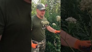 Дудник лесной и дягиль лекарственный. Алефиров А.Н.