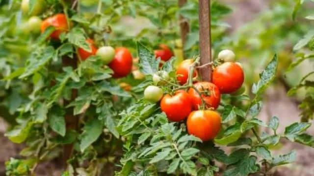 Помидор будет гора! Сажайте этот сорт в 2023г. Томаты прут и прут, очень Урожайный сорт! смотреть онлайн