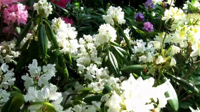 Рододендроны -2019 Rhododendrons 2019