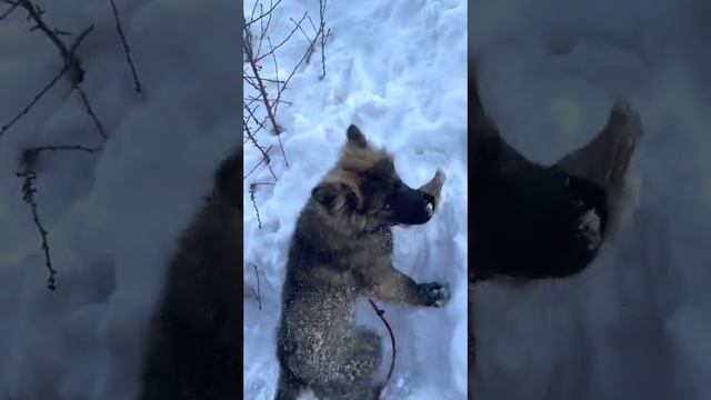 Заркины прогулки. Щенок продается смотреть онлайн