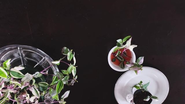 Tradescantia Fluminensis Albiflora or Tricolor Part 001 | Propagation | Plant Vlog 071 смотреть онлайн