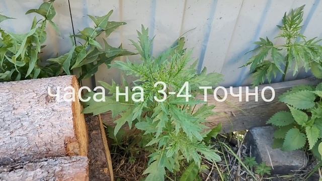 Сибирская крапива/ Центральная Сибирь смотреть онлайн