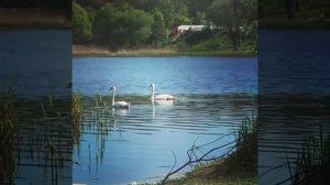 Калининград. Чистый пруд.