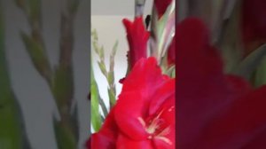 Подарок на день рождения от супруга.