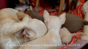 Той терьер Чихуахуа Щенки.