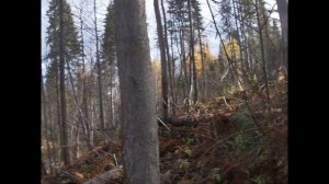 Охота на лося с лайкой 2020.С первого захода подняли лосей.        Moose hunting with Laika 2020.