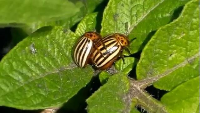 Скоро во всех огородах страны смотреть онлайн