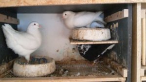 Голуби мясной породы Кинг, KING PIGEONS, пара белых подарок друга. Олег Костяков, Самара.