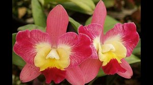 Мини каттлеи