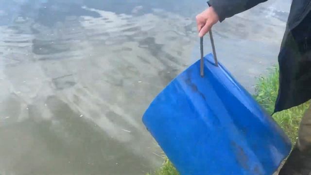 Рыболовный клуб Зеленый Берег. Приход карпа 1000 кг