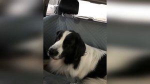 Качественный автогамак для перевозки собак в автомобиле. Гамак для собак в машину: отзывы, фото