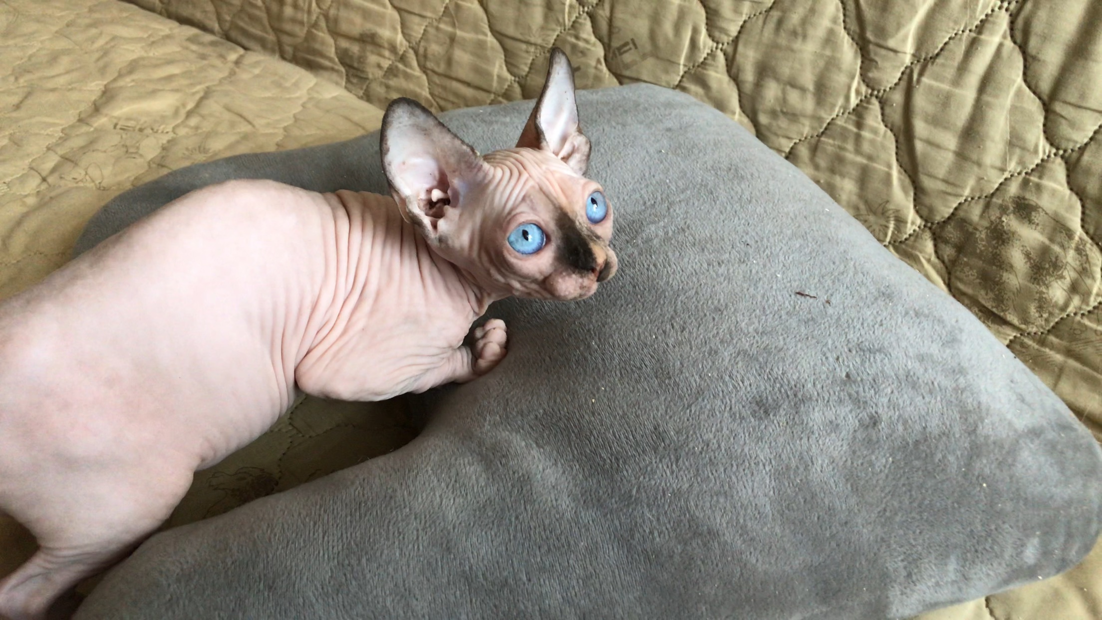 Дальневосточный сфинкс кот