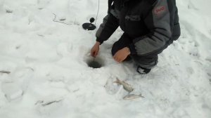 Зимняя рыбалка на притоках Чулыма