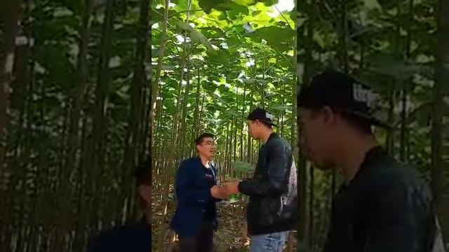 Павловния как мы поехали в Китай на плантацию павловнии