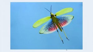 Кузнечики, сверчки, саранча и другие