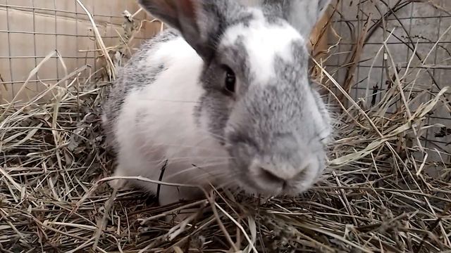 самый красивый милашки кролики смотреть онлайн