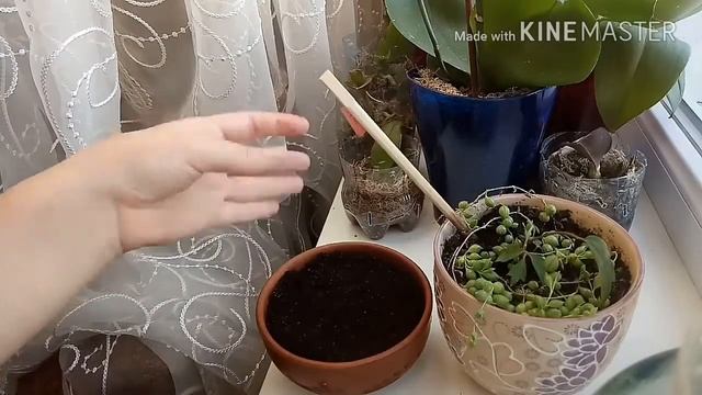 Крeстовник Роули смотреть онлайн