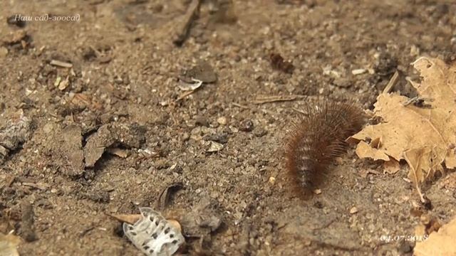 Волосатая гусеница и Formica cinerea 2018 07 04