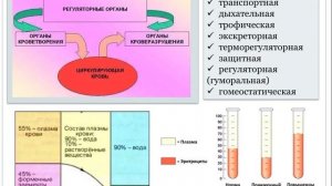 Система крови. Функции. Состав плазмы крови. Белки плазмы