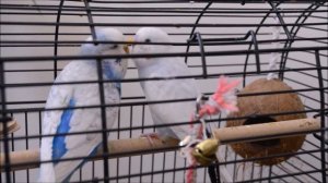 пение моих волнистых попугаев!  Дома всегда весна))) Singing Budgies