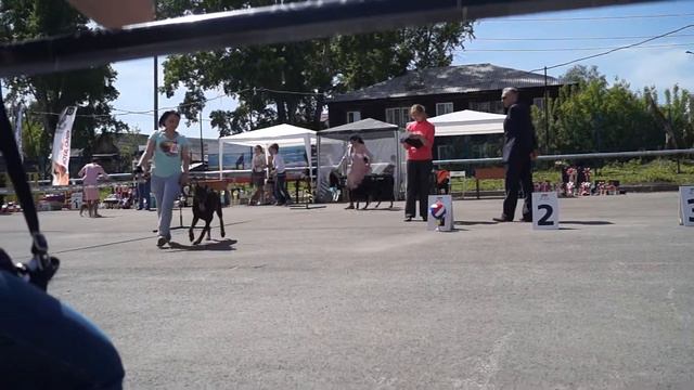 Монопородка доберманов г. Томск 28.05.2017 юниоры ч/п сравнение смотреть онлайн