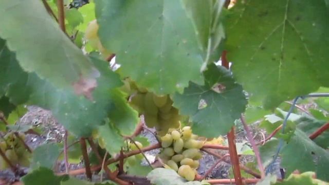 8 сентября 2018 года. Виноград сорта Самородок... смотреть онлайн