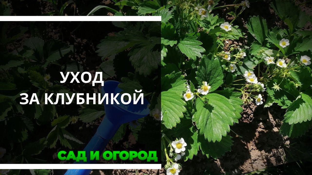 Уход за клубникой. Удаление усов и подкормка