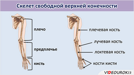 АНАТОМИЯ ВЕРХНИХ КОНЕЧНОСТЕЙ