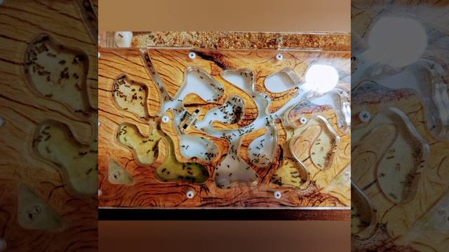 Как содержать муравьёв? Всё для новичков тут! #муравьи #муравьинаяферма смотреть онлайн