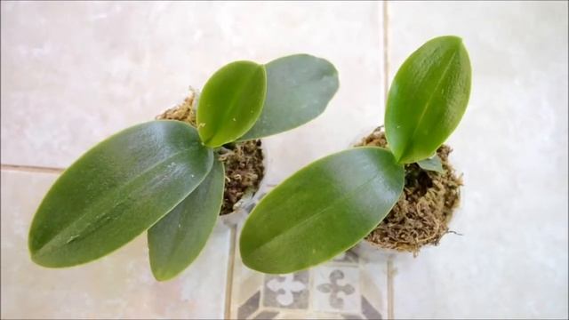 Phalaenopsis Natasha Aiko смотреть онлайн