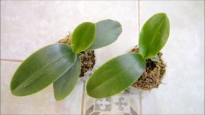Phalaenopsis Natasha Aiko