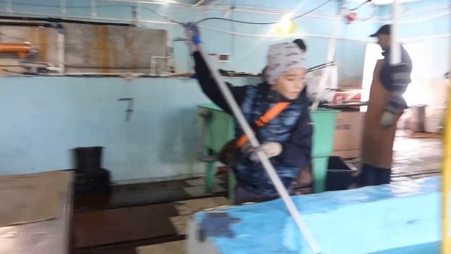 Разведение осетровых:первая бонитировка,годовичков стерляди. смотреть онлайн