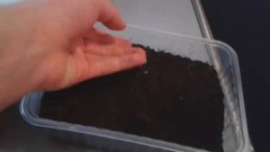 Как посадить киви из косточек дома