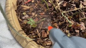 Обработка роз в кашпо препаратом Абига Пик. Март 22 года