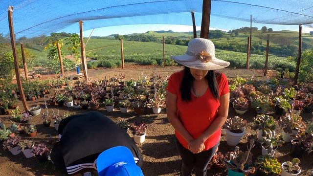 Minha suculenta não desenvolve o que fazer ?! смотреть онлайн