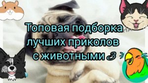 Топовая подборка лучших приколов со смешными животными, 3???